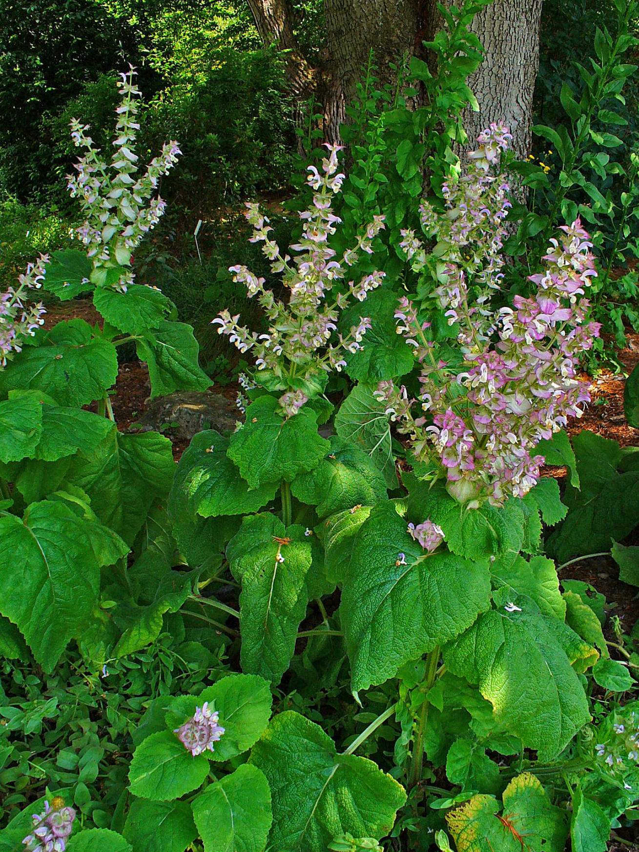 Salvia sclarea en fotografía botánica, materia vegetal vinculada a la ruta sintética moderna del ambroxan.