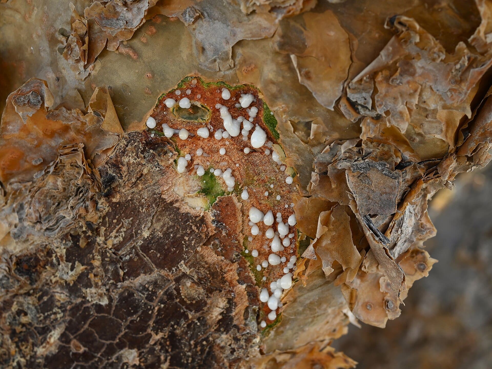 Boswellia sacra, árbol del incienso, en Dhofar, Omán.