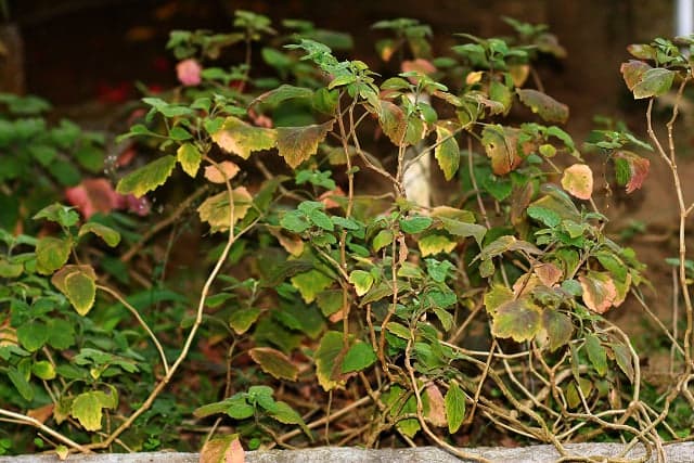 Pogostemon cablin, planta de pachulí.
