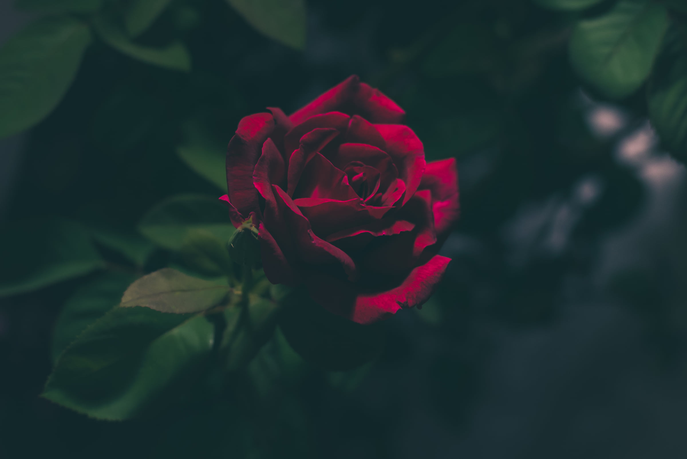 Primer plano fotográfico de una rosa rojo profundo, usada como imagen editorial del volumen floral asociado a Dominique Ropion.