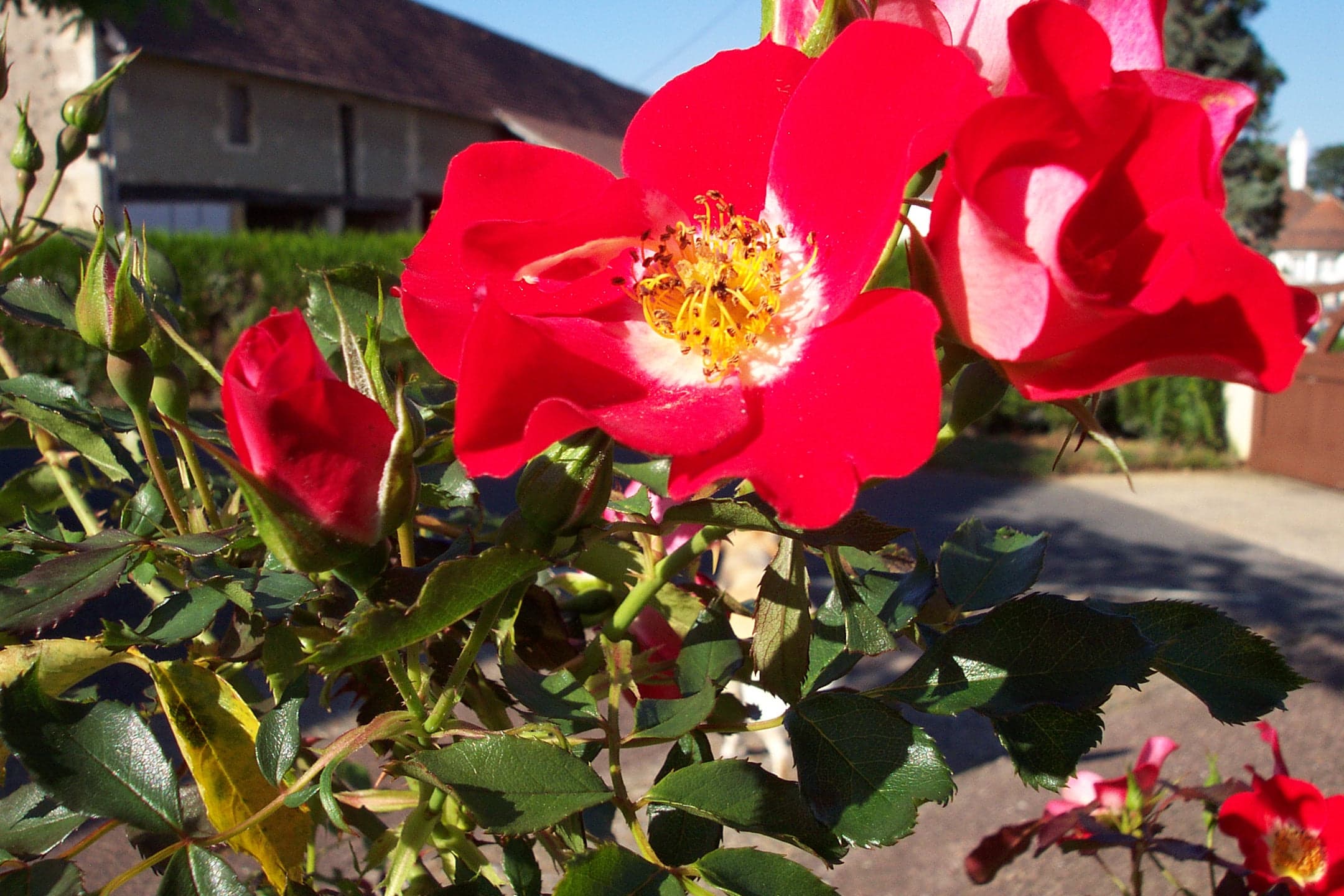 Primer plano documental de una rosa roja.