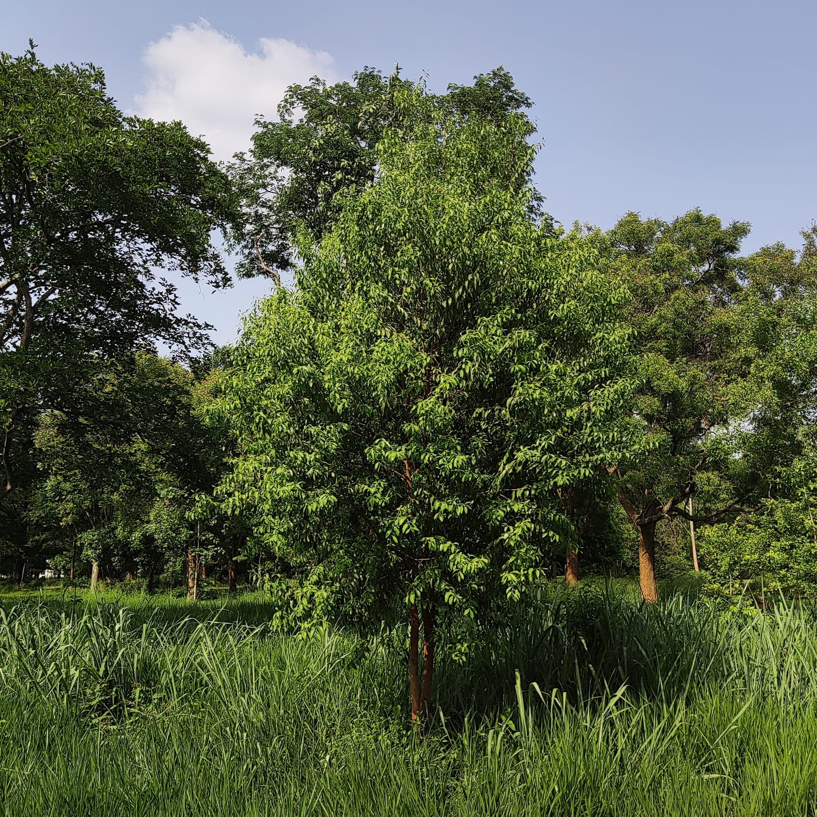 Santalum album, árbol de sándalo.